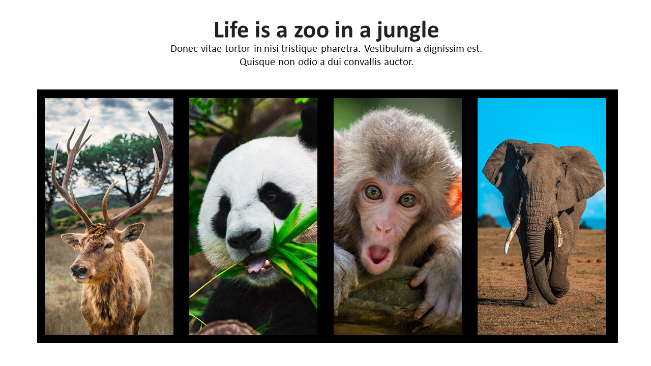 Zoo Template Presentation Slide